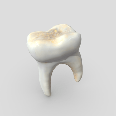 Human Tooth - low poly PBR 3d model