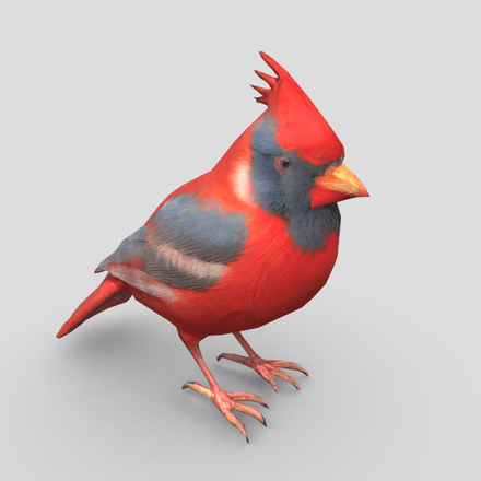 Standing Bird Cardinal - low poly PBR 3d model