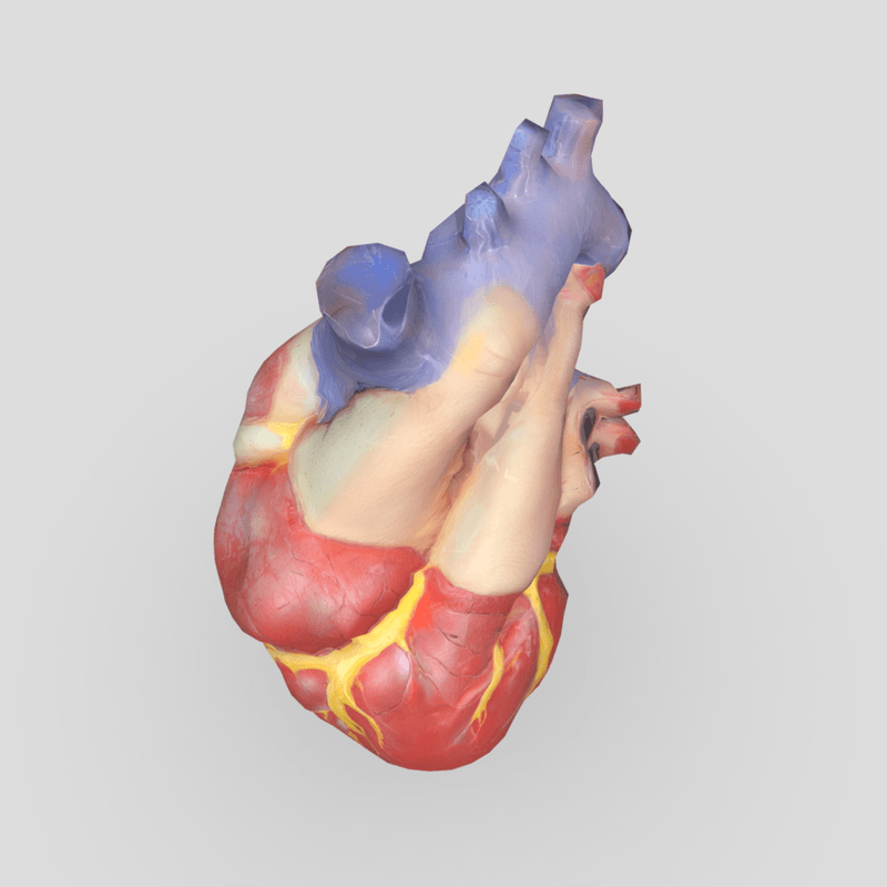 Human Heart - low poly PBR 3d model