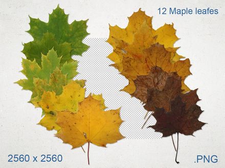 12 Maple leaf Textures