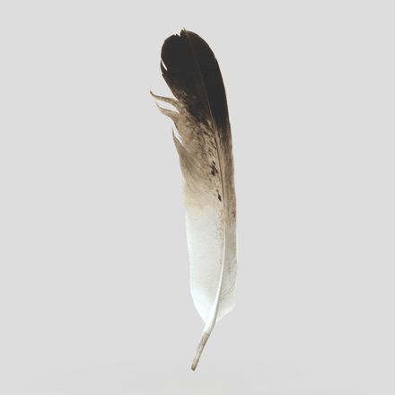 Feather - low poly PBR 3d model