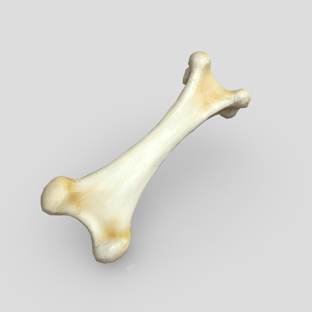 Bone - low poly PBR 3d model