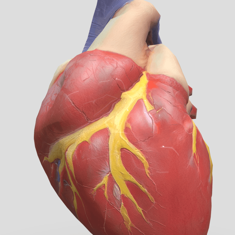 Human Heart - low poly PBR 3d model