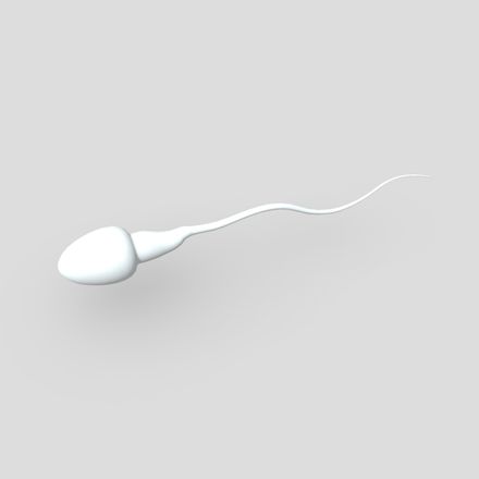 CC0 - Sperm - low poly PBR 3d model