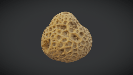 Sea Sponge - low poly PBR 3d model