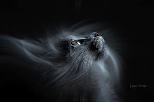 FREE Twirl effect PS Action 