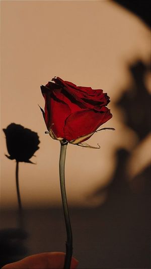 Womb Meditation for Your Menstrual Cycle