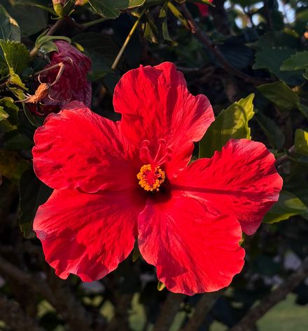 New! Daily Womb Meditation to Receive (with light codes)