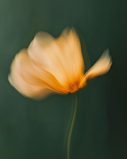 The Way of The Womb Workshop (Recorded)