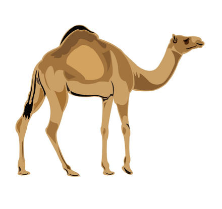 Camel