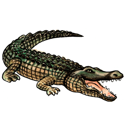 Crocodile