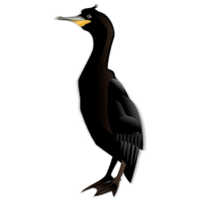 Cormorant