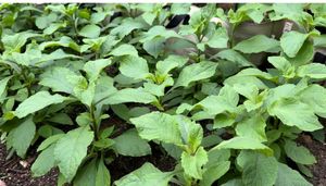 Sweet Bitterleaf Seeds (Bayangi / Bekang) – Vernonia hymenolepis African Vegetable