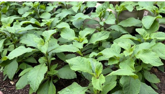 Sweet Bitterleaf Seeds (Bayangi / Bekang) – Vernonia hymenolepis African Vegetable