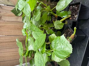 Nkwi Cuttings – Rare Cameroonian Cooking Plant (Limited Availability)