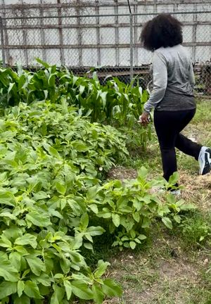 African Amaranth Seeds (Efo Tete / Alefu / African Spinach) – From YAJE’S Garden