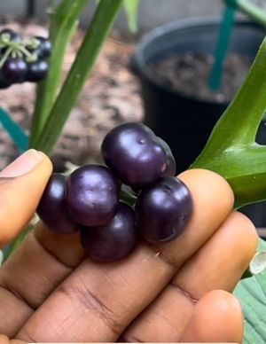 Njama Njama Seeds (Garden Huckleberry) – African Vegetable Seeds 