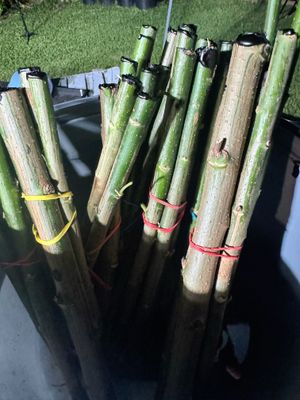 Bitterleaf Propagation Cuttings – Bundle of 4