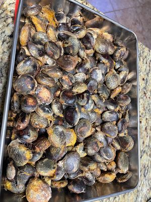 Ugu (Fluted Pumpkin) Seeds