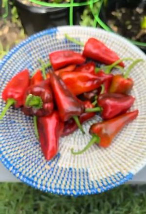 Tatashe Pepper Seeds