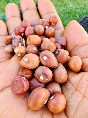 Bambara Groundnut Seeds (20 Seeds) | Trial Selection