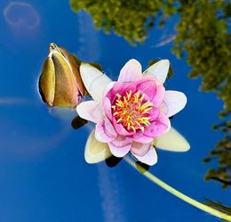 Chinese Medicine Concepts in Craniosacral Contacts: Module 1 – Du and the Dura June 22-23, 2027