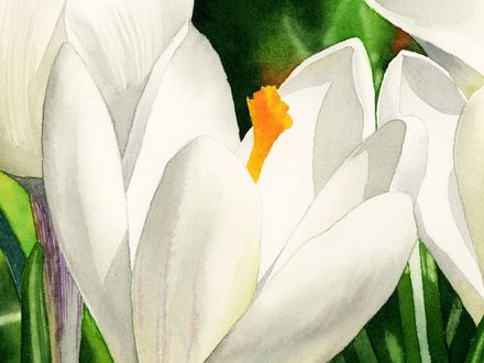 White Crocus