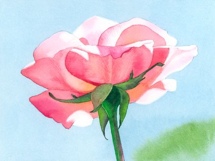 Easy Rose