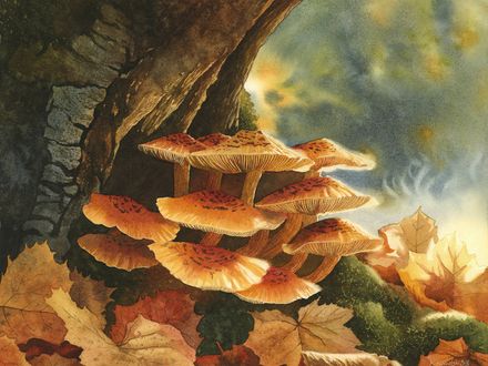 Golden Mushrooms