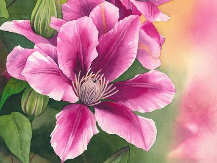 Clematis