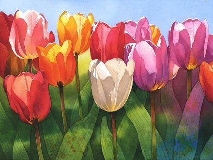 Tulips
