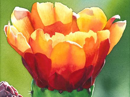 Opuntia