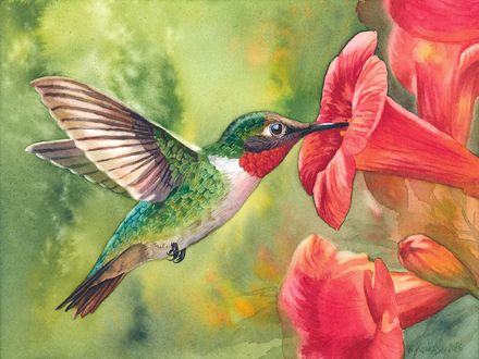 Hummingbird