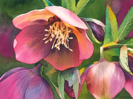 Hellebore