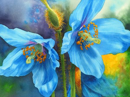 Himalayan Blue Poppies