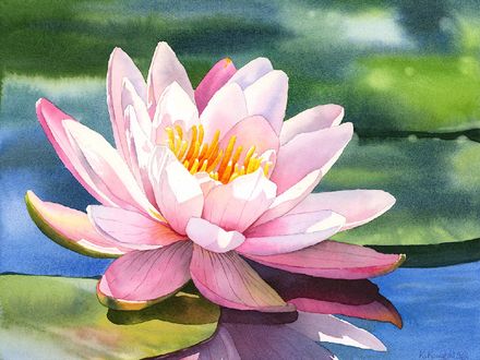 Water Lily