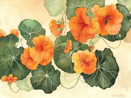 Nasturtiums