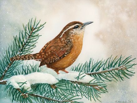 Carolina Wren