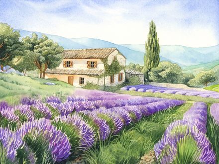 Lavender Field