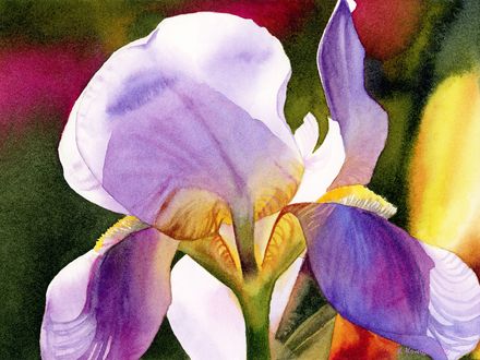 Colorful Iris