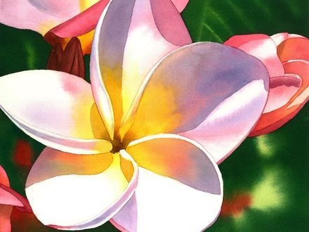 Frangipani