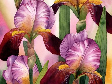 Graceful Irises
