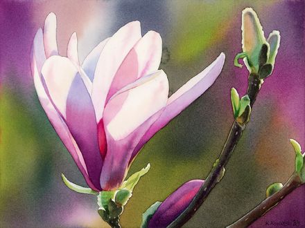 Magnolia