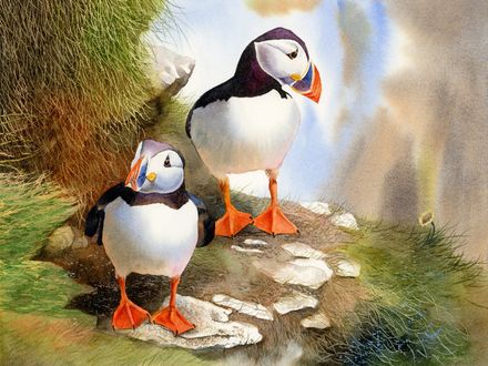 Puffins