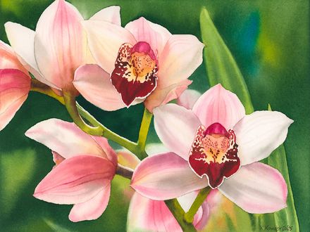 Orchids