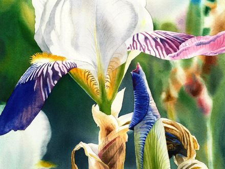 Translucent Iris