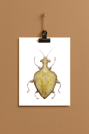 Eco Viala bug#0047 - card DIN a 5