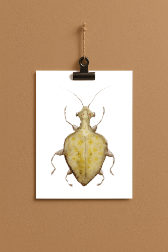 Eco Viala bug#0047 - card DIN a 5