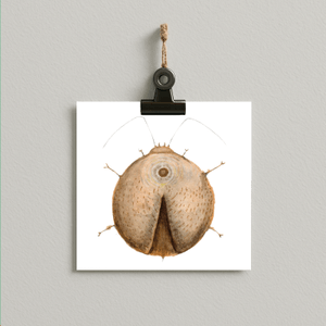 zenbug //  bug#0052 - card