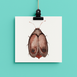 mothER // bug#0038 - card